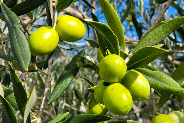 这种依赖进口的“液体黄金” 现在中国也能造了!