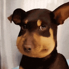 北京一居民家惊现20个马蜂窝 消防员一锅全端走