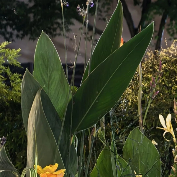 敢卖到一万块的华为超大杯 影像到底能不能打