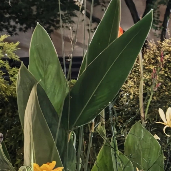 敢卖到一万块的华为超大杯 影像到底能不能打