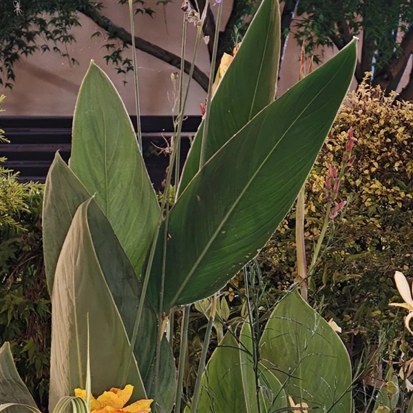 敢卖到一万块的华为超大杯 影像到底能不能打